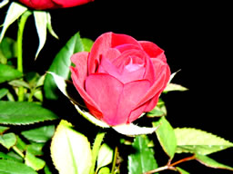 Mini rose