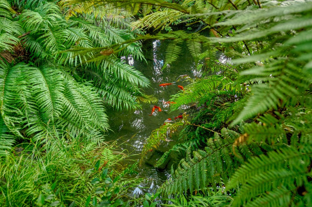 Koi Fish Pond taken at Lake Taupo Lodge on 5th April 2015